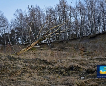 Niektóre buki porastające klif mają po 100 lat i obwód pnia powyżej 350 i 400 cm.